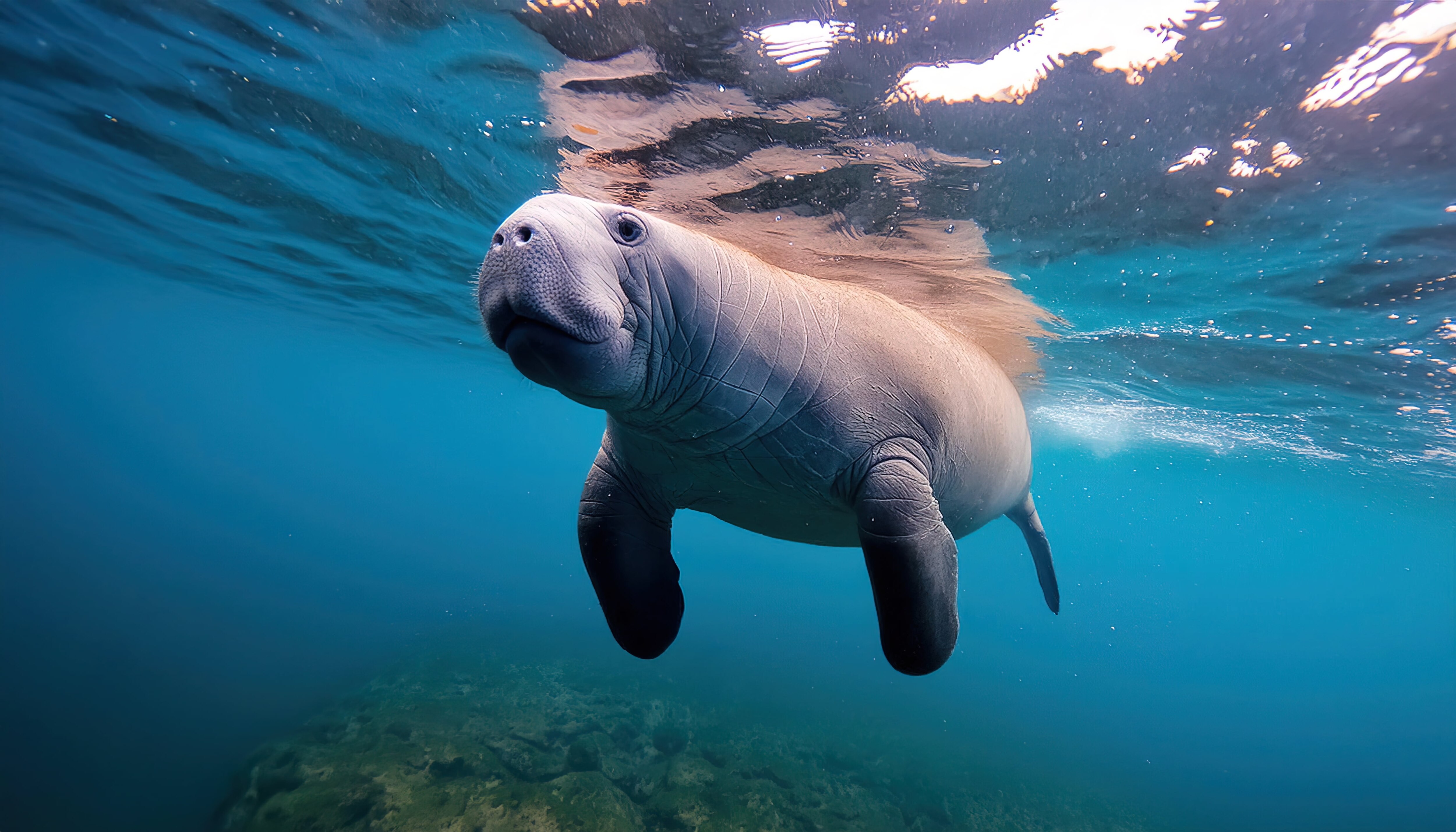 Young manatee swimming underwater in clear blue sea